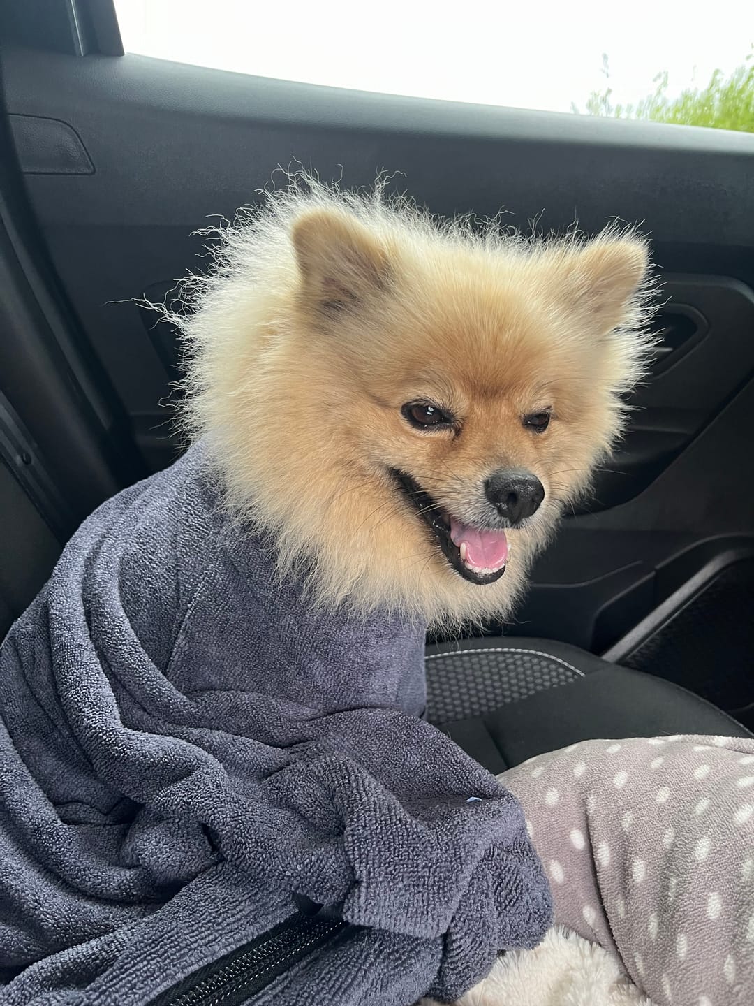 Customer photo review of Luxury Dog Drying Bag