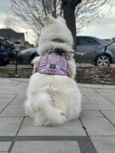 Customer photo review of HNTR 3.0 Dog Harness - Sofia