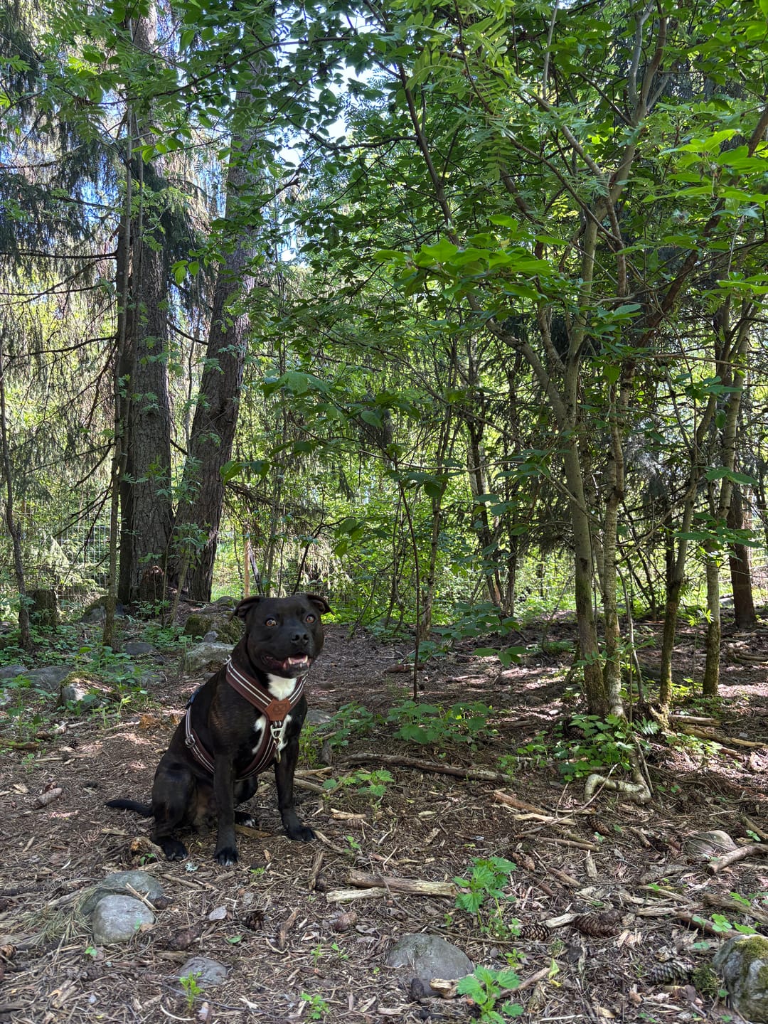 Customer photo review of Staffordshire Bull Terrier 1935® Nametag - Antique