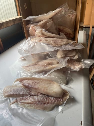 Customer photo review of 5KG Snapper Fillets (Skinned and Boned) Frozen