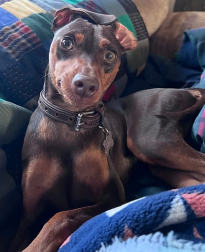 Customer photo review of Kodak Collar