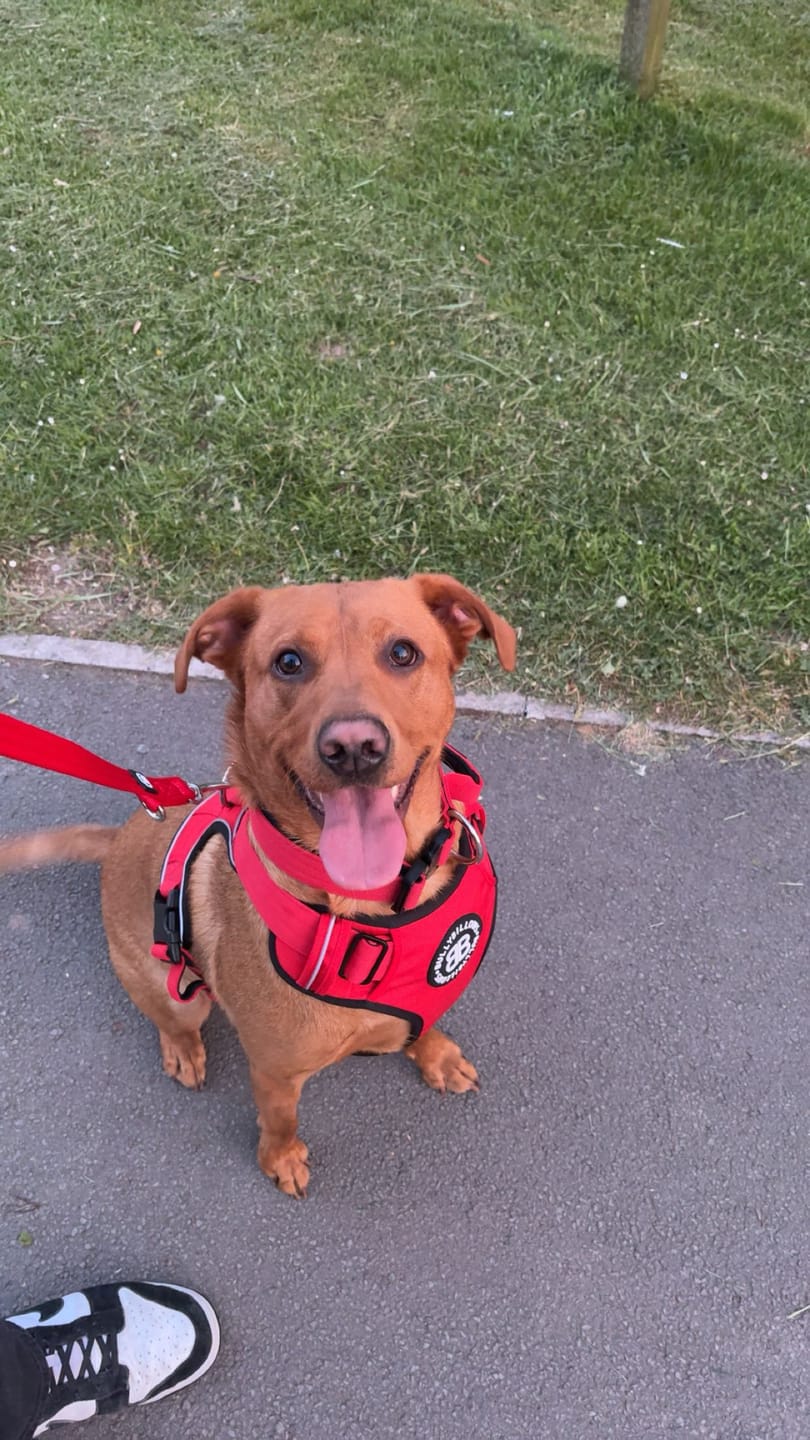 Customer photo review of Comfort Premium Harness | Non Restrictive - Red