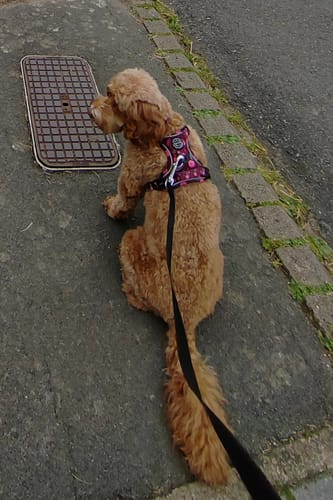 Customer photo review of Tough Trails™ Harness - Mable's Meadow