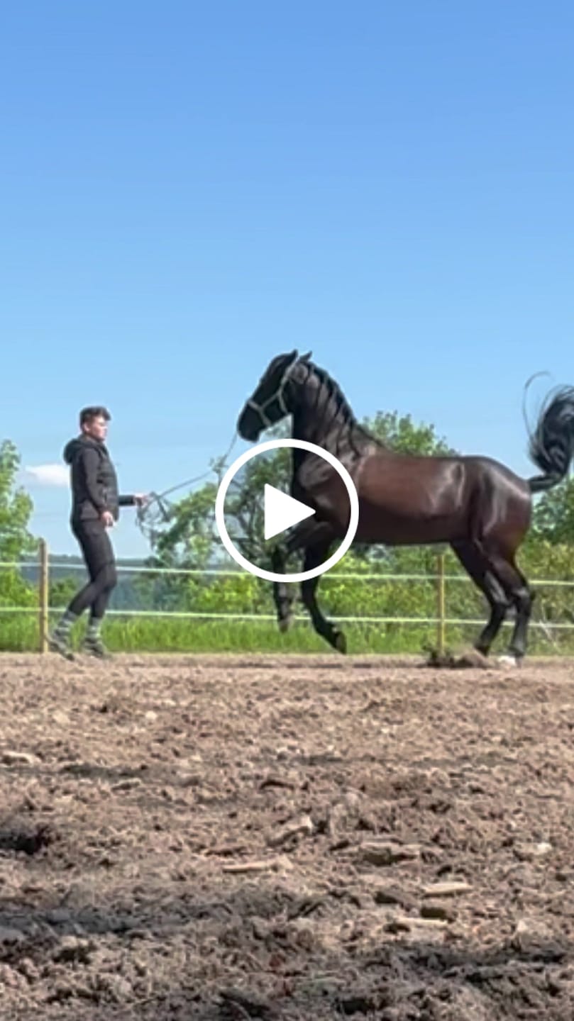 Customer video review of Mikronährstofftest - Mängel Pferd