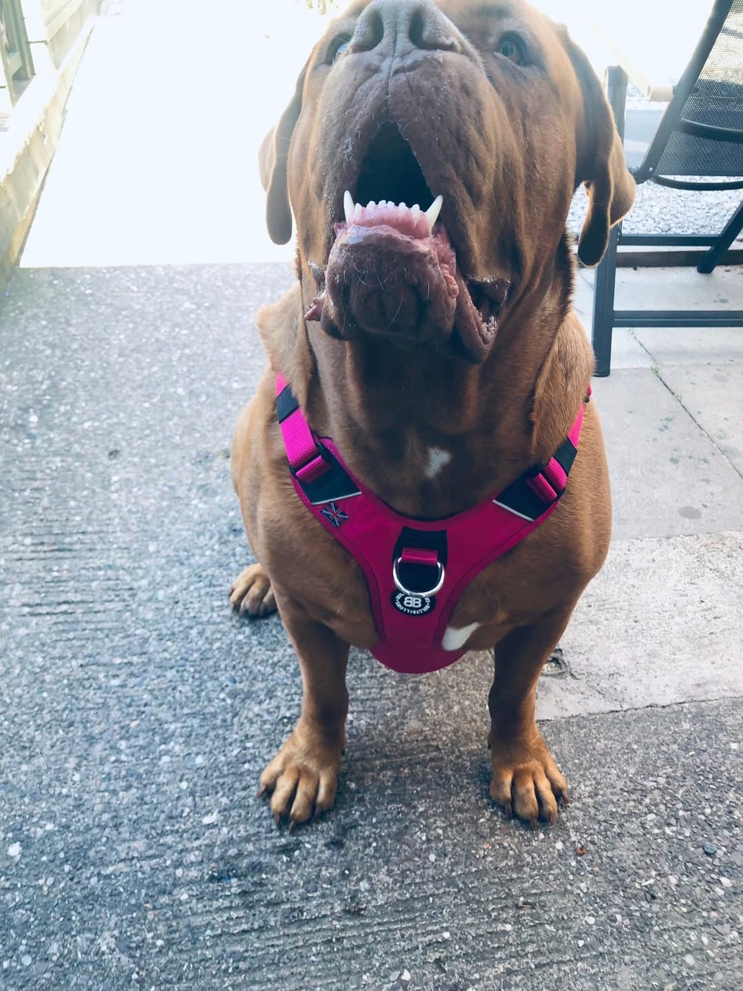 Customer photo review of Anti Pull Hurricane Harness - With Handle - Carminerose
