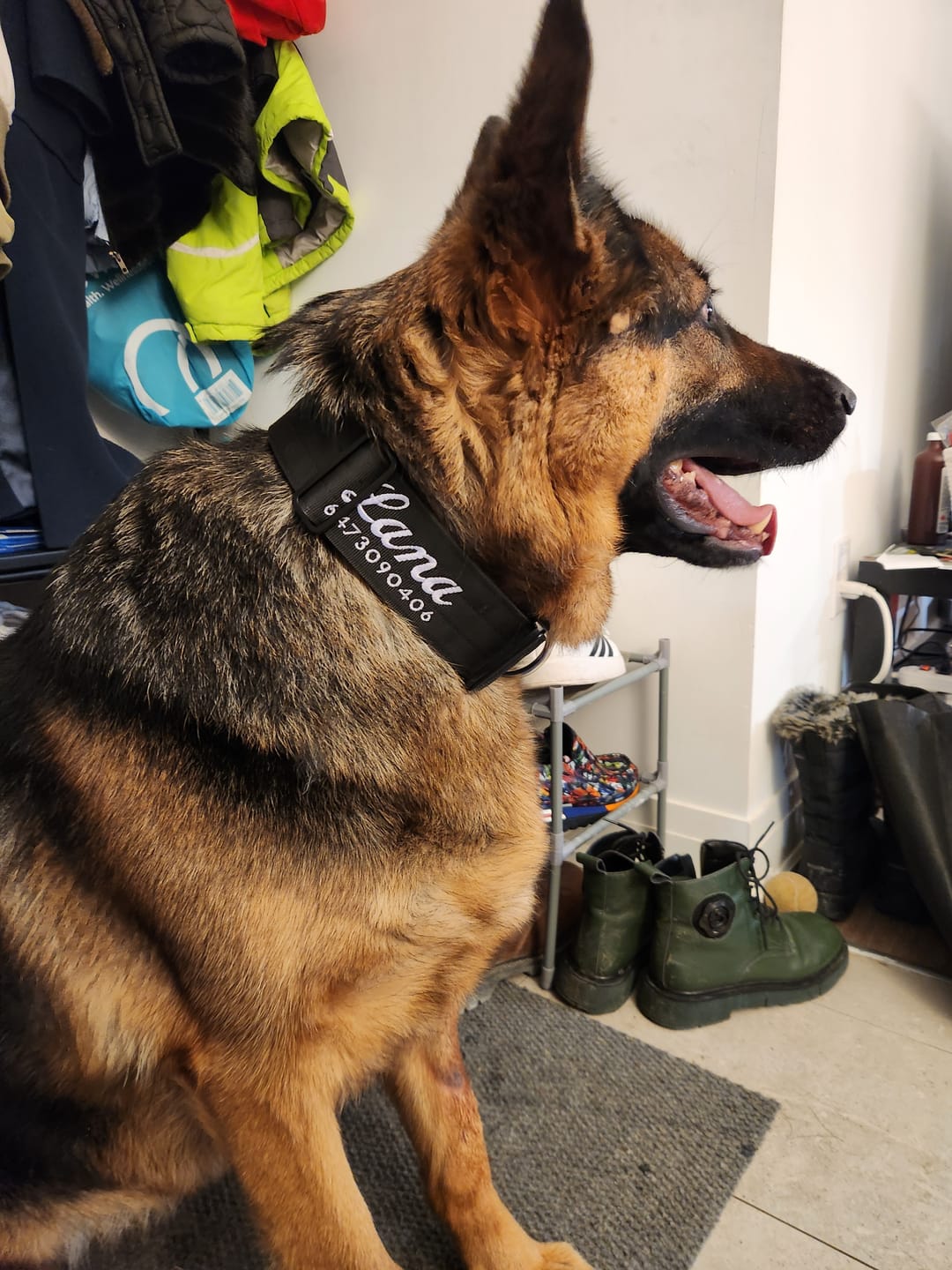Customer photo review of 2" Tactik Dog Collar - Black