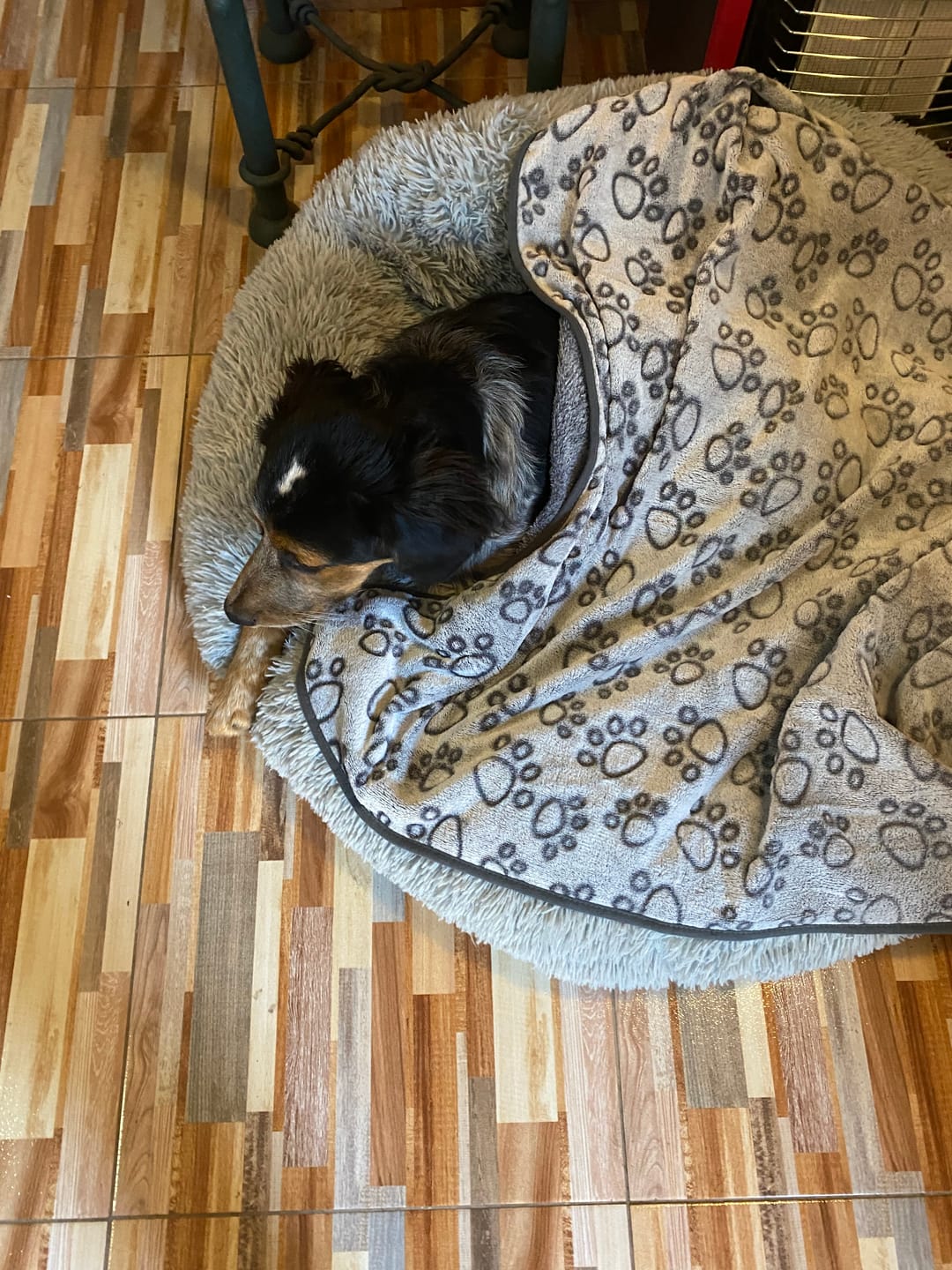 Customer photo review of Manta The Dogs: Para Regalonear