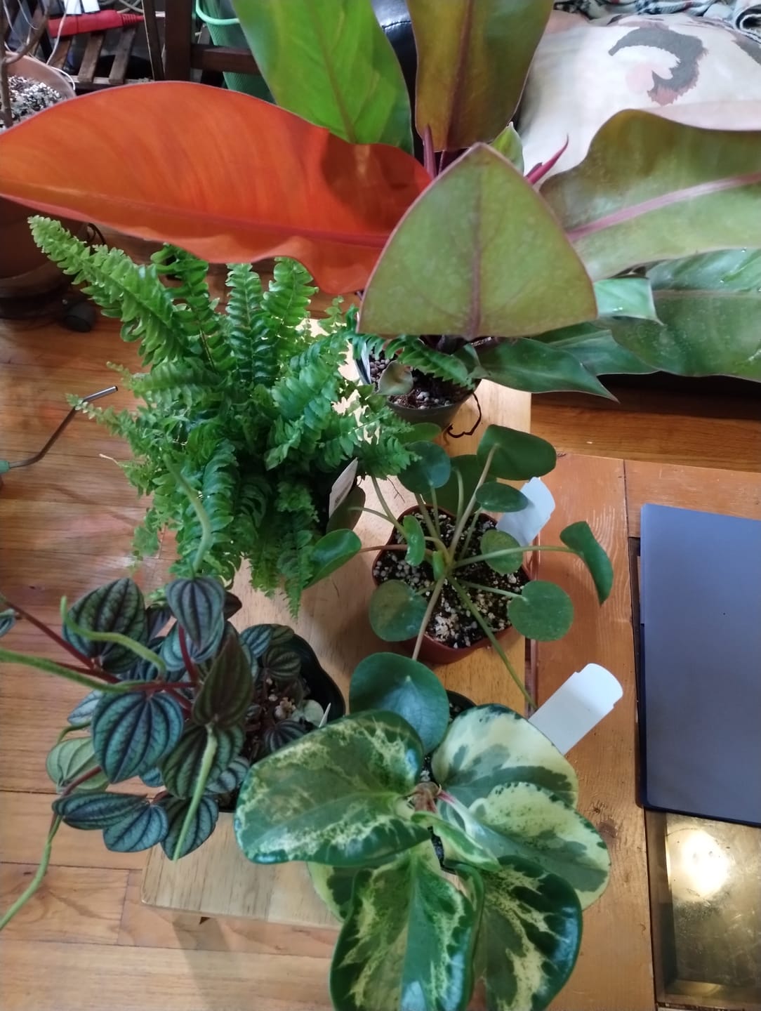 Customer photo review of Peperomia obtusifolia 'Golden Gate'