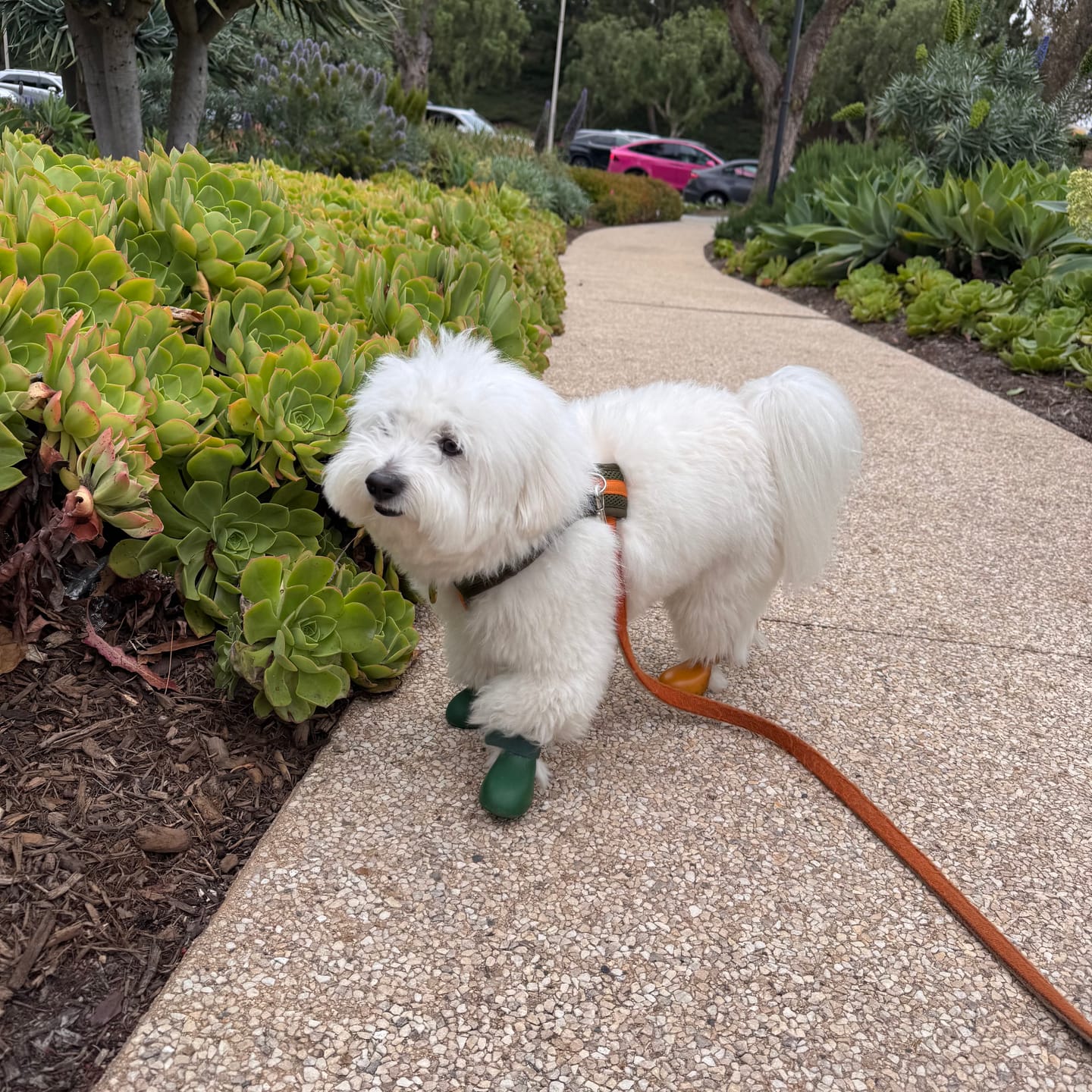 Customer photo review of WagWellie® Single