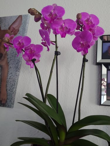 Customer photo review of Große Two of Us Farbmix im 3er Set mit 3 Rispen