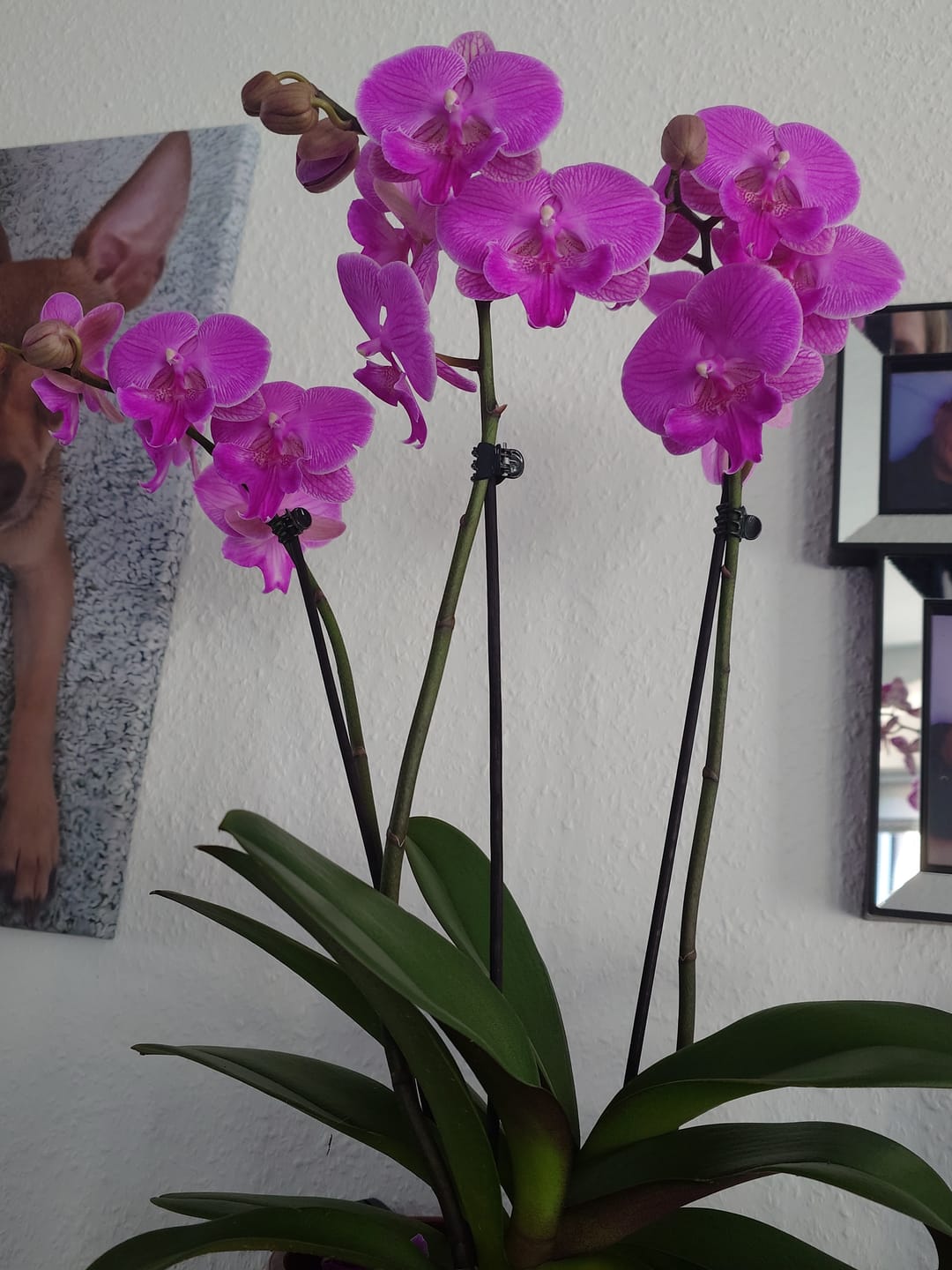 Customer photo review of Große Two of Us Farbmix im 3er Set mit 3 Rispen