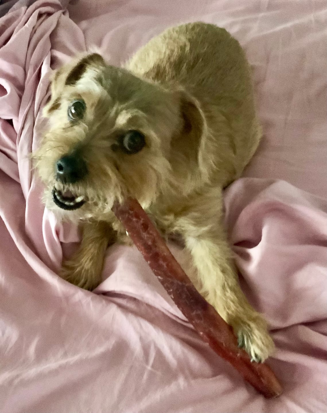 Customer photo review of 12 Inch Extra Thick Bully Sticks