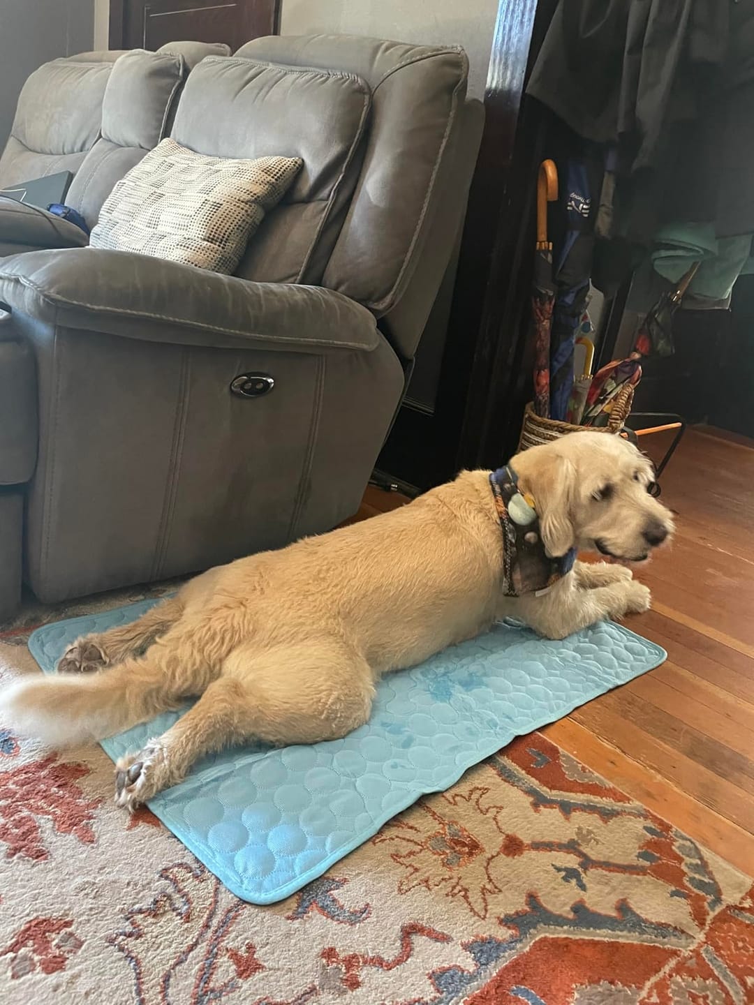 Customer photo review of Pets Cooling Mat