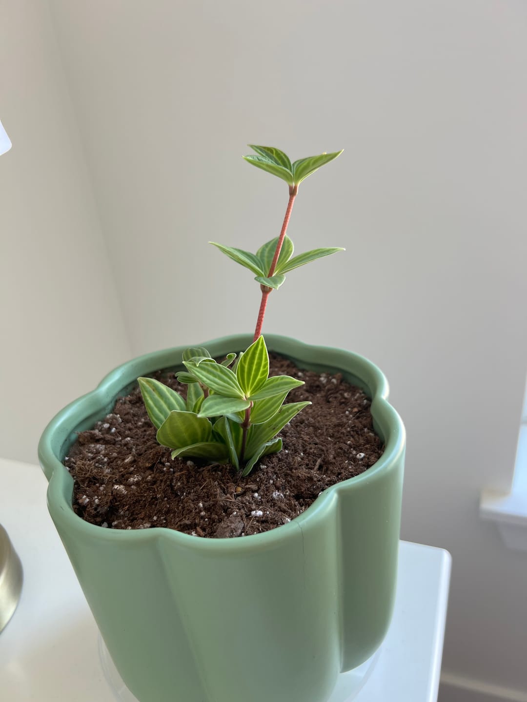 Customer photo review of Peperomia tetragona "Parallel"