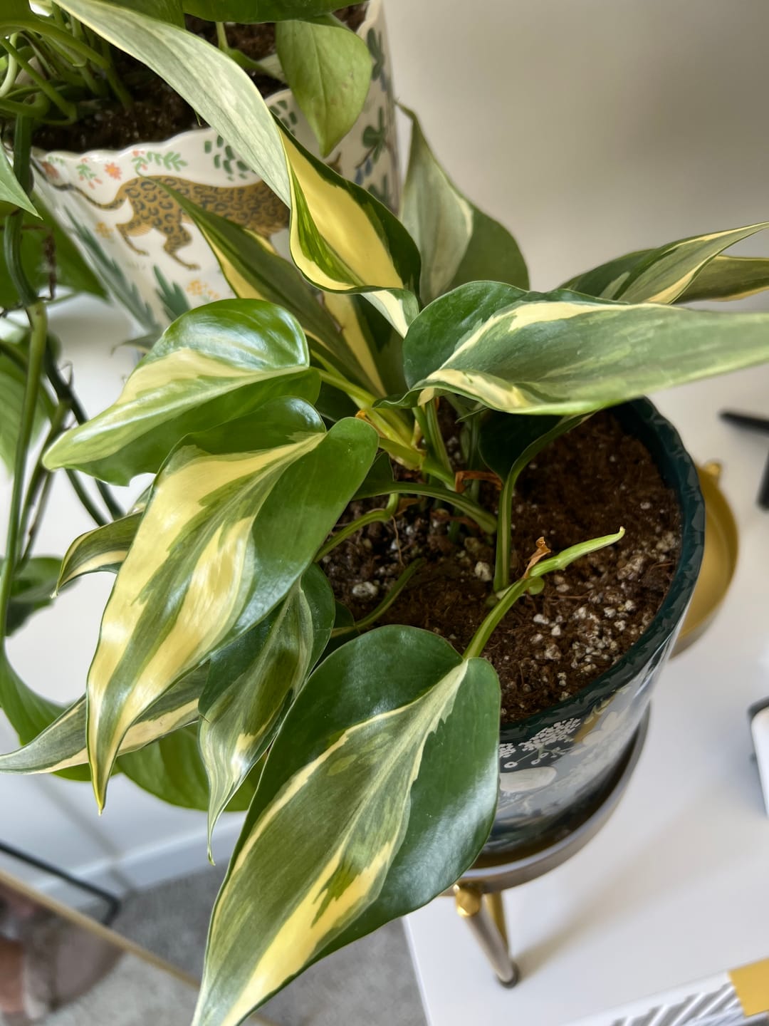Customer photo review of Philodendron hederaceum 'Rio' - 3"