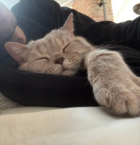 undefined review of Diffusore Calmante per Gatti image 1 out of 2