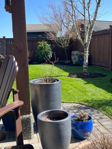 Customer photo review of Par 3 Herbicide Lawn Weed Killer 4L