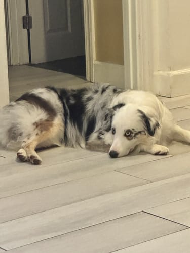 Customer photo review of 5.0 Carat Radiant Cut Three Stone Engagement Ring With Hidden Halo