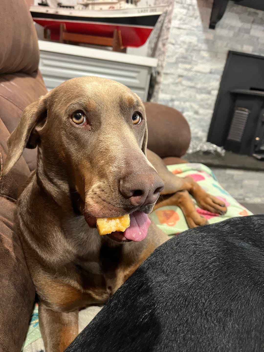 Customer photo review of Himalayan Yak Chew (EXTRA LARGE)