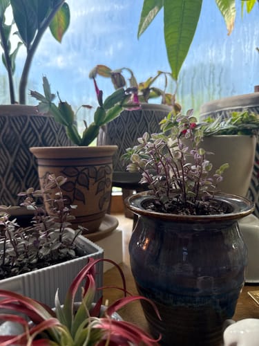 Customer photo review of Fungus Gnat Death Drops