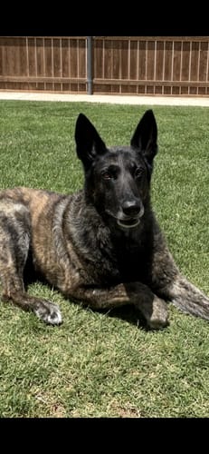 Customer photo review of Pet Tinctures 300/600/1200Mg Natural/Salmon Flavor 30ml