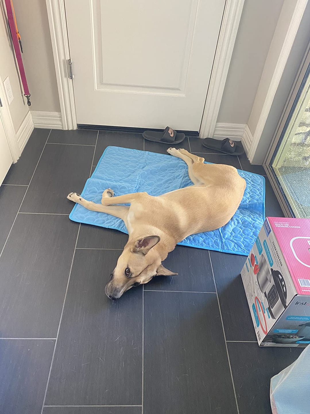 Customer photo review of Pets Cooling Mat