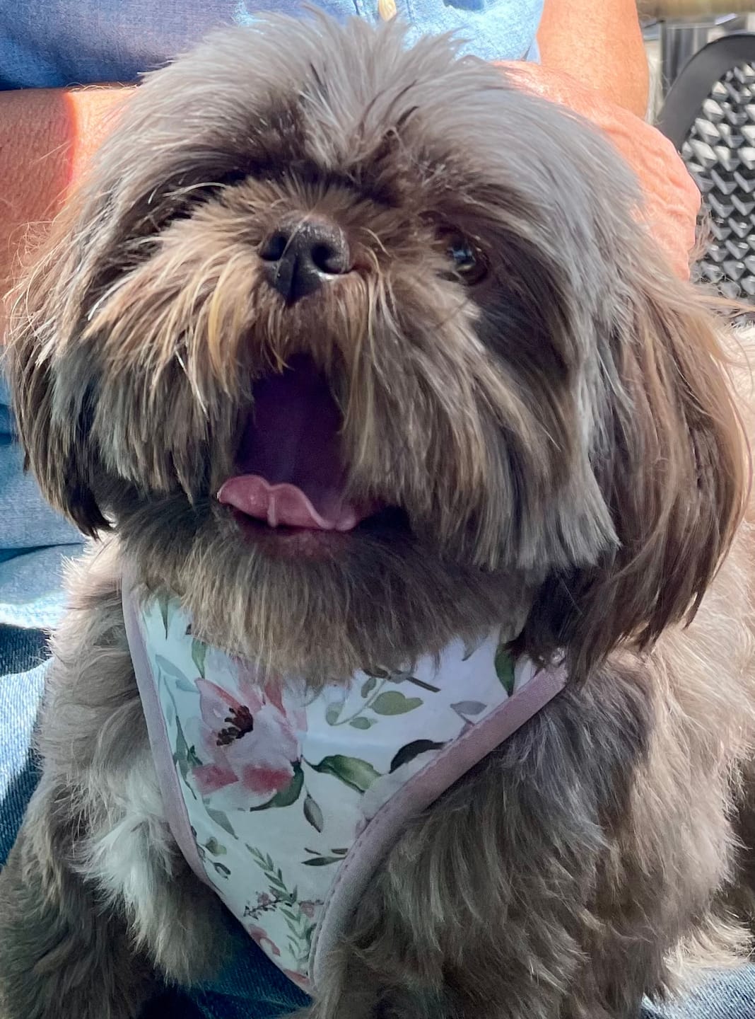 Customer photo review of Pawz Wooden Pet Gate