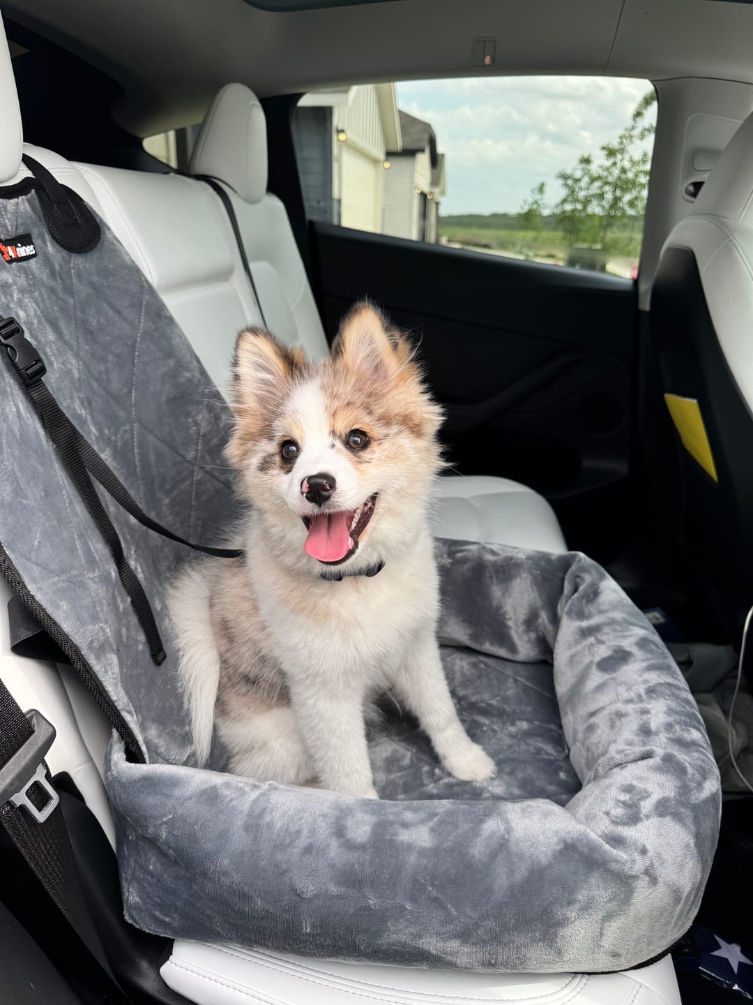 Customer photo review of Dog Car Seat – Plush Travel Dog Bed for Small and Medium Dogs