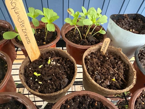 Customer photo review of Key Lime Pie Blend Zinnia Seeds