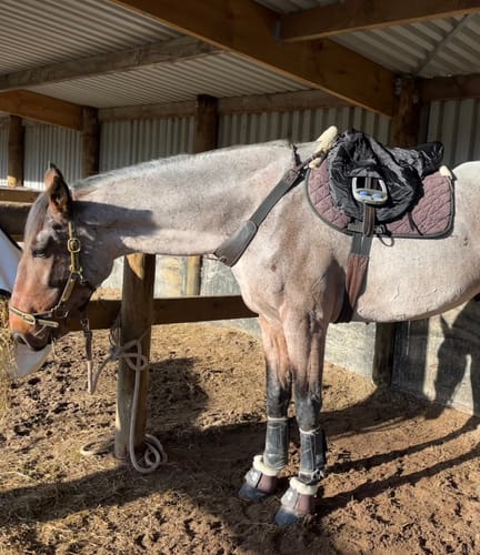Customer photo review of LeMieux Ride On Saddle Cover