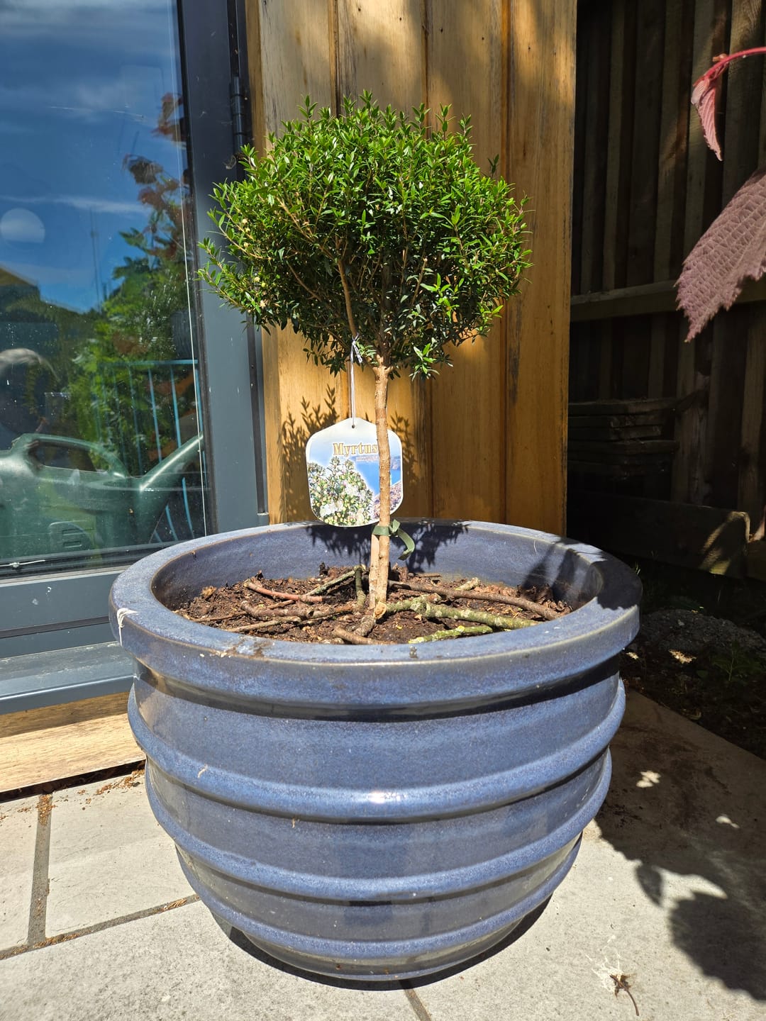 Customer photo review of Large Mini Myrtle 70cm 3L