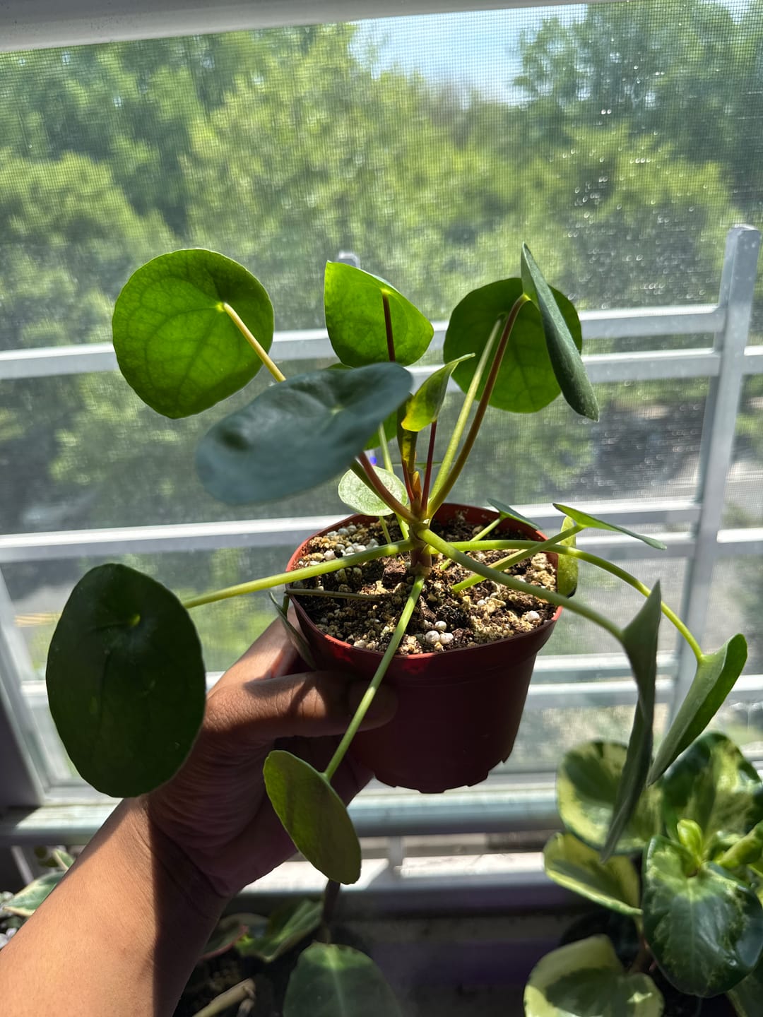 Customer photo review of Pilea peperomioides