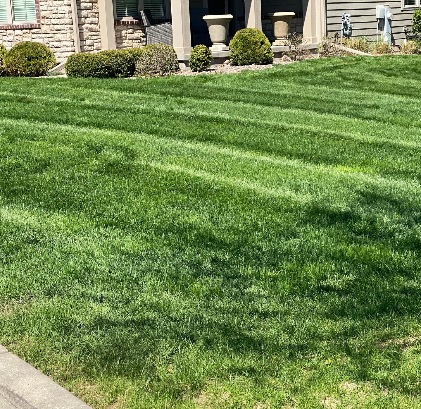 Customer photo review of CarbonizPN®-G Granular Soil Enhancer