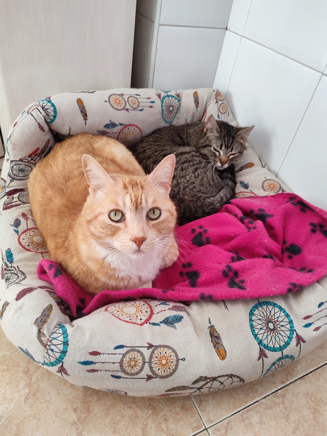 Customer photo review of Cat Sterilized