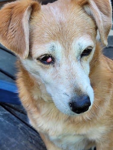 Customer photo review of Lucky Belly