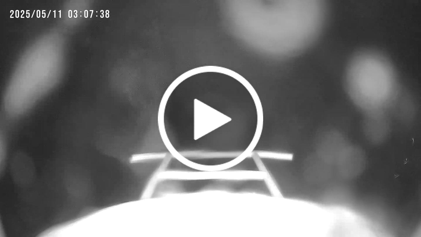 Customer video review of Birdfy Cam - Bird Feeder Cam