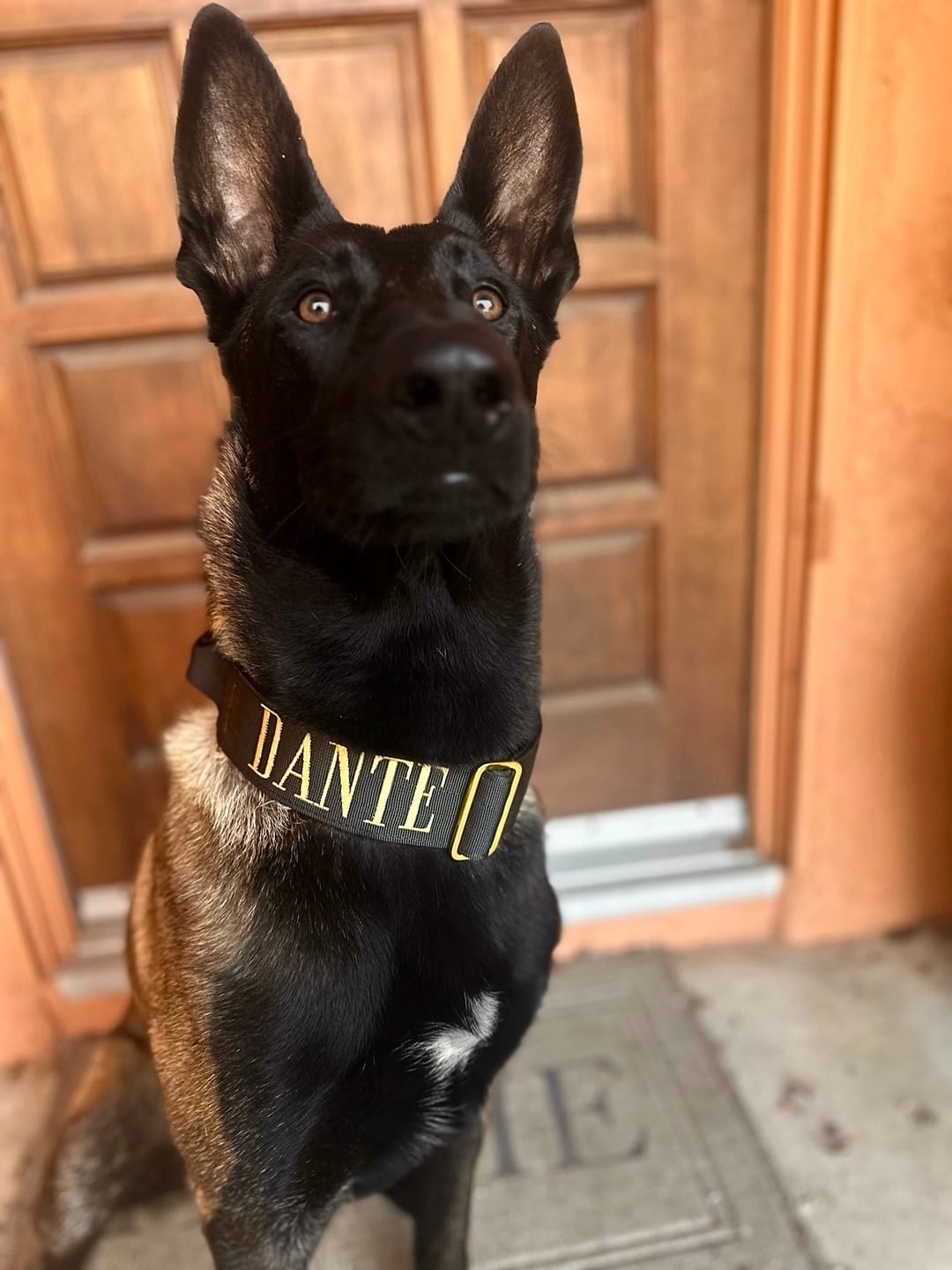 Customer photo review of 2" Tacti Luxe Dog Collar - Gold Noir