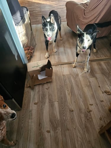 Customer photo review of Super Bull Sticks