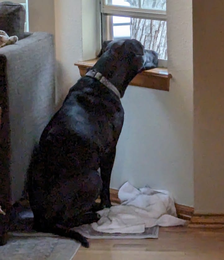 Customer photo review of Advanced Mobility Support + Satiety by Royal Canin