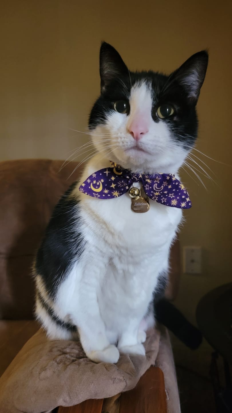 Customer photo review of Purple Moon and Stars Bow Cat Collar