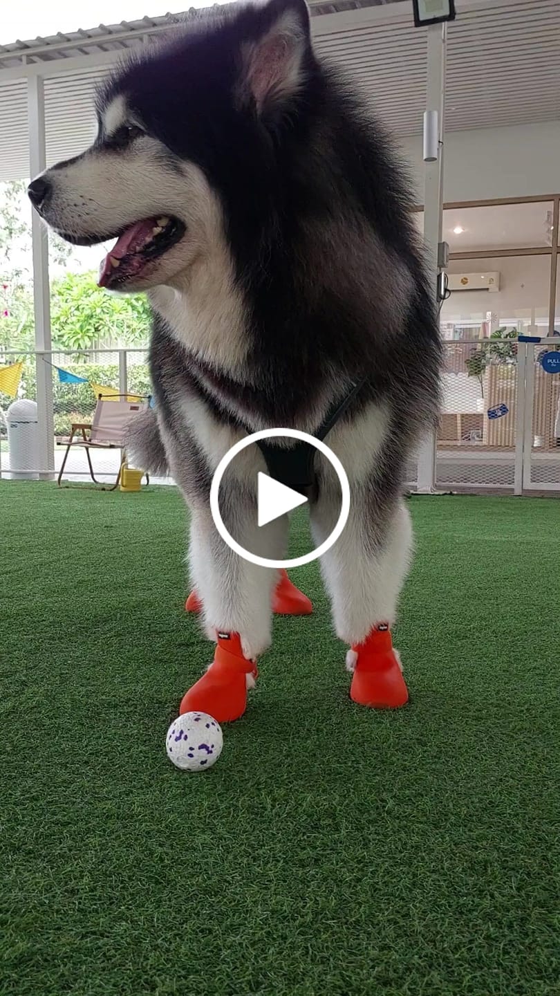 Customer video review of WagWellies® by wagwear