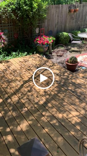 Customer video review of Clearance Bulk Impatiens Bush UV Resistant Flowers for Outdoors Wholesale