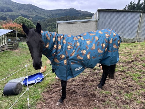 Customer photo review of Weatherbeeta ComFiTec Essential Combo Neck Medium - Beaver Print