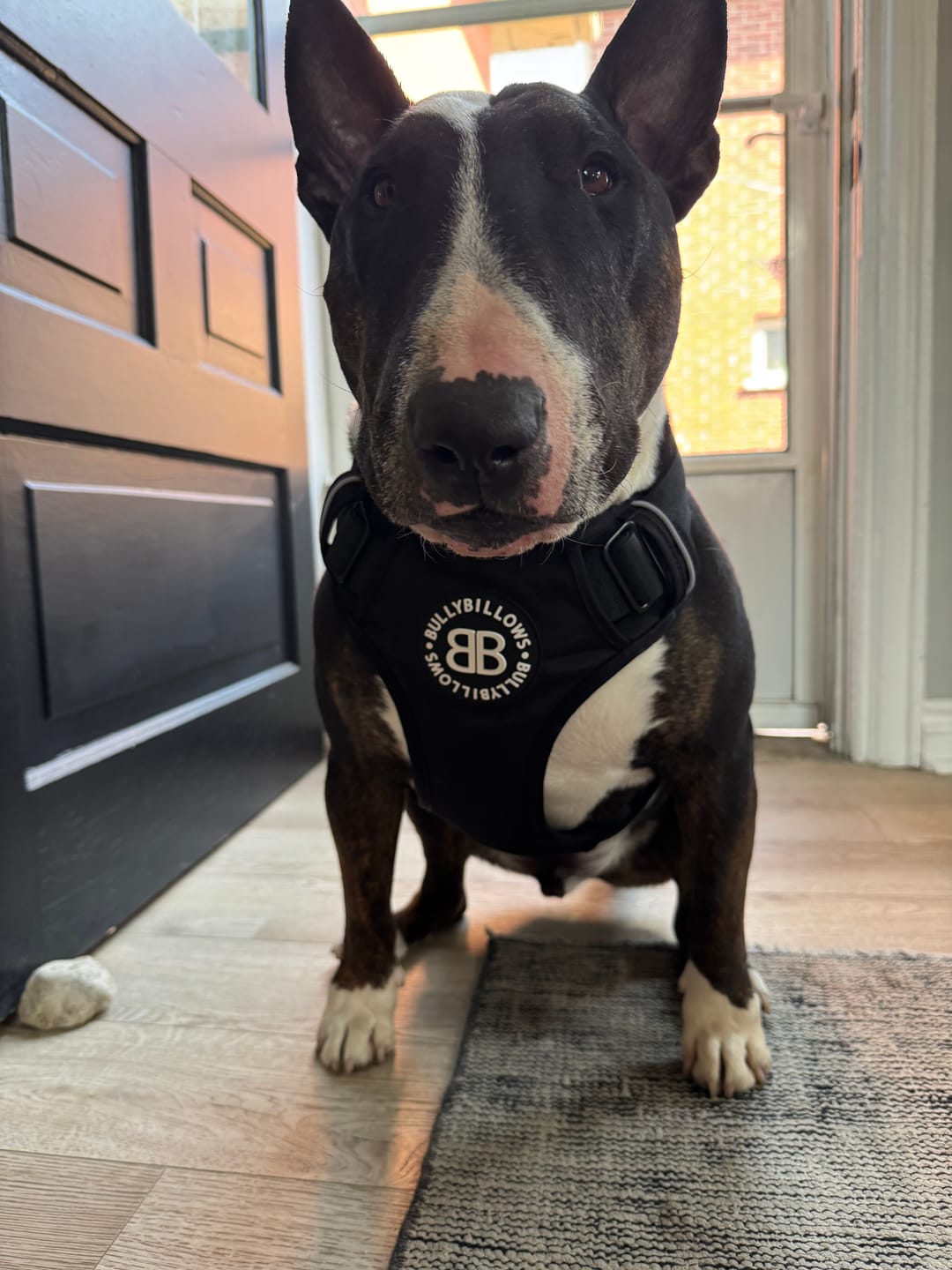 Customer photo review of Comfort Premium Harness | Non Restrictive - Black