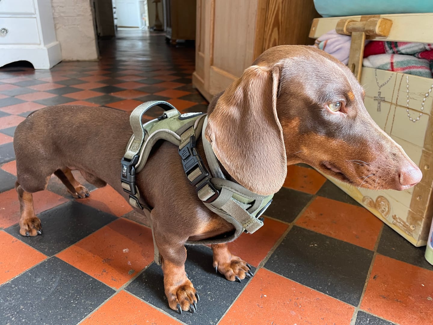 Customer photo review of Trail & Glow® Dog Harness - The Khaki One