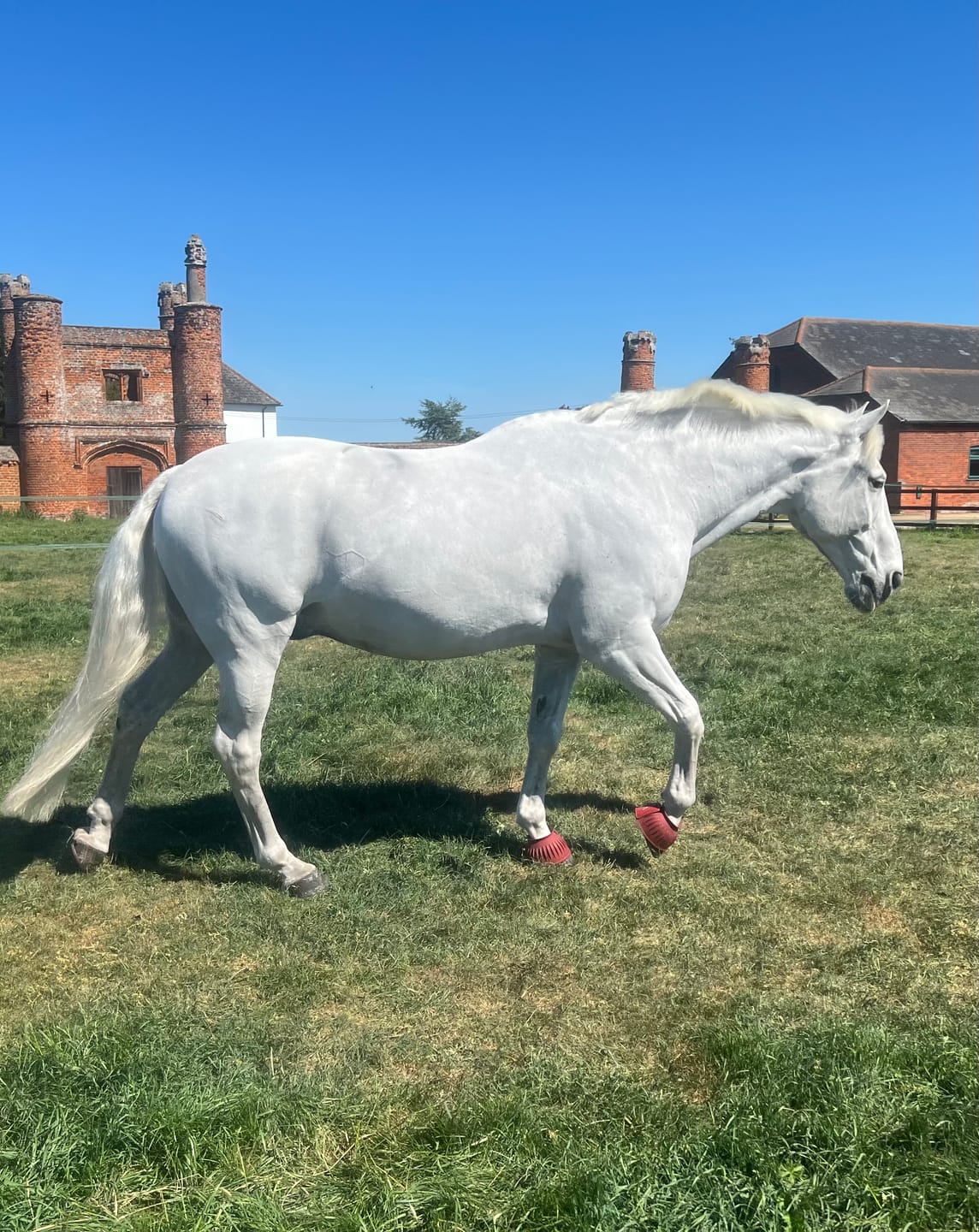 Customer photo review of Horse Shampoo