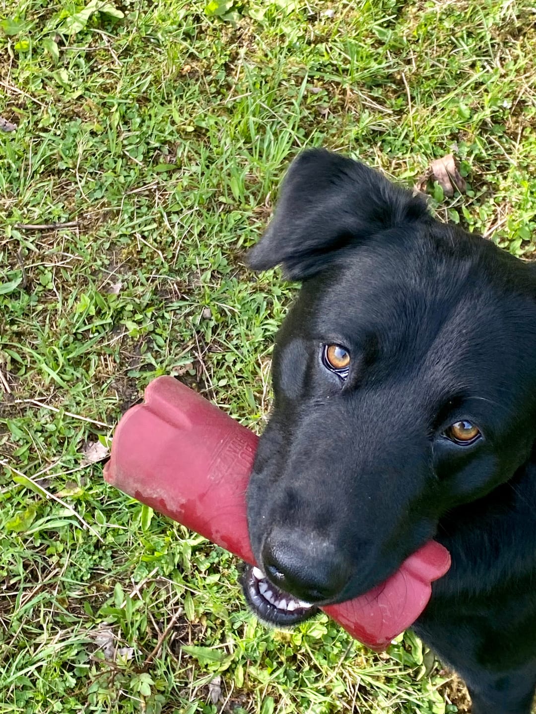 Customer photo review of Bully Stick Safety Holder