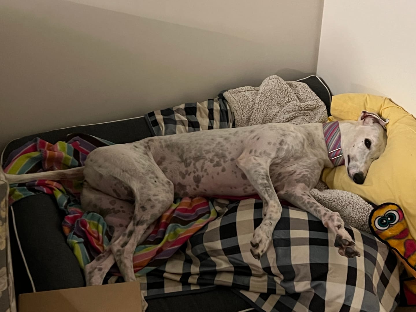 Customer photo review of Pawz Orthopedic Pet Bed Memory Foam With Cooling Gel