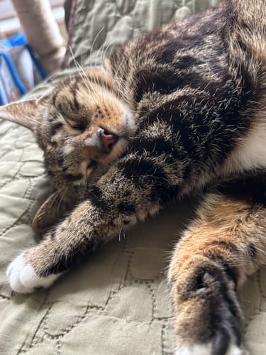 Customer photo review of GCP All Natural Flea, Tick and Mosquito Deterrent for Cats - 100 Soft Chews 10.00% Off Auto renew