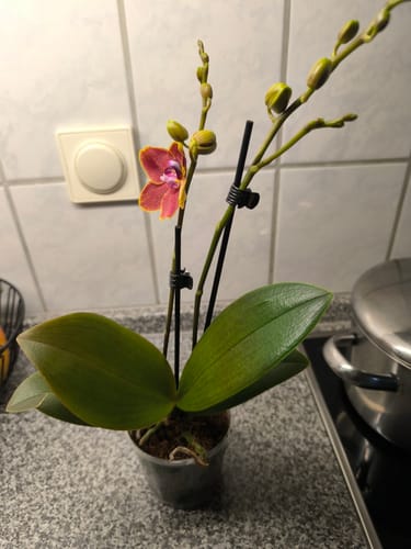 Customer photo review of Table Dance Allen mit orangen Blüten und 2 Rispen